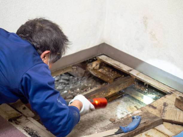 Best Mold Damage Repair  in Lake Norman Of Catawba, NC