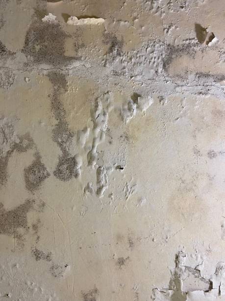 Crawl Space Mold Removal in Lake Norman Of Catawba, NC