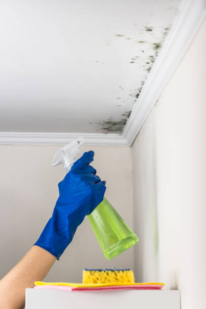 Mold Removal and Inspection in Lake Norman Of Catawba, NC